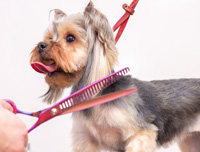 dog grooming styling